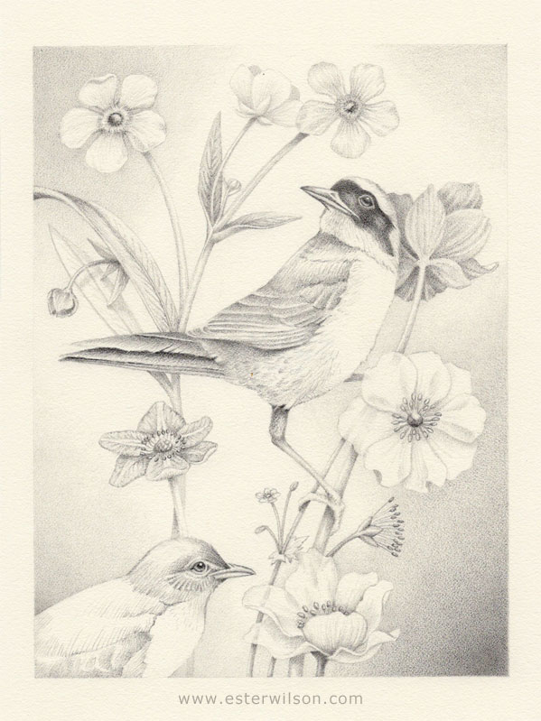 Birdsong drawing