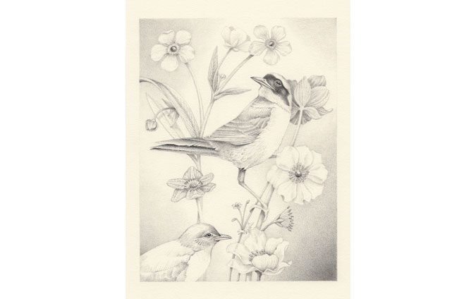 Birdsong Drawing